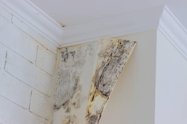 Why You Should Choose Our Mold Remediation Services in Edmonston, MD